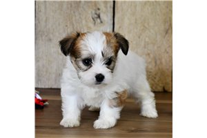 Paloma - Biewer Terrier for sale