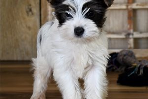 Jace - Biewer Terrier for sale