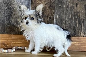 Leslie - Biewer Terrier for sale