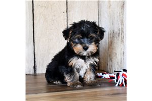 Boyd - Biewer Terrier for sale