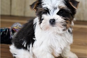 Max - Biewer Terrier for sale