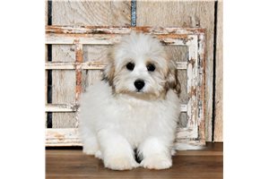 Platon - Biewer Terrier for sale