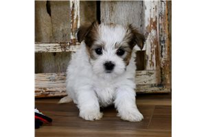 Pietro - Biewer Terrier for sale