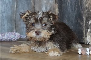 Mia - Biewer Terrier for sale