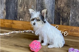 Leslie - Biewer Terrier for sale