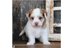 Xavier - Biewer Terrier for sale