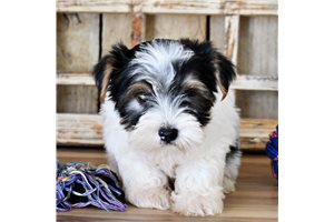 Calder - Biewer Terrier for sale