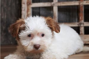 Xena - Biewer Terrier for sale