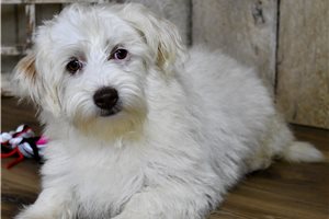 Seth - Biewer Terrier for sale