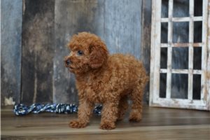Tomas - Cavapoo for sale