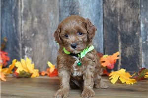 Ethan - puppy for sale
