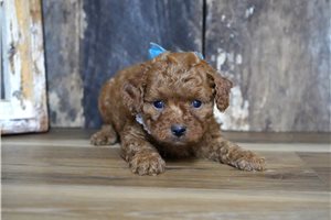 Tomas - Cavapoo for sale