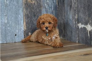 Saul - Cavapoo for sale