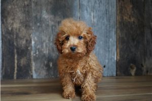 Ivy - Cavapoo for sale