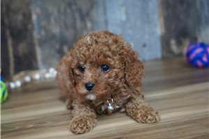 Saul - Cavapoo for sale