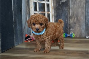 Tomas - Cavapoo for sale