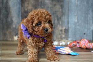 Thea - Cavapoo for sale