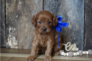 Sask - puppy for sale