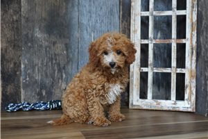 Todd - Cavapoo for sale
