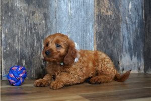 Sask - Cavapoo for sale