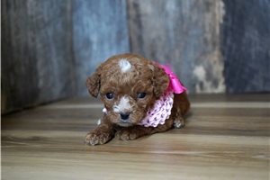 Tanya - puppy for sale
