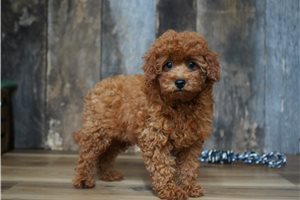 Travis - Cavapoo for sale