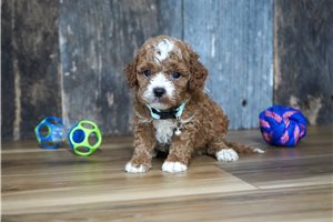 Triton - puppy for sale