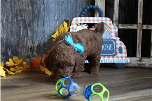 Ezra - puppy for sale