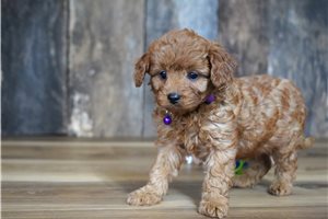 Sara - Cavapoo for sale