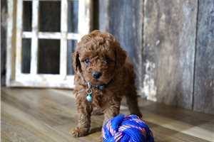 Travis - Cavapoo for sale