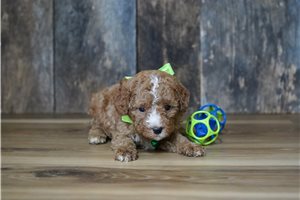Todd - Cavapoo for sale