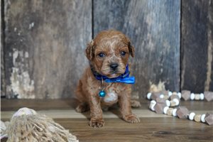 Tyson - Cavapoo for sale