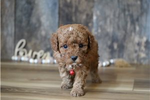 Saul - Cavapoo for sale