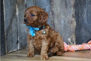 Sask - Cavapoo for sale
