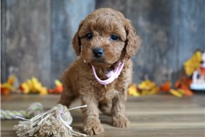 Evelyn - puppy for sale