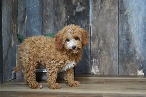 Todd - Cavapoo for sale