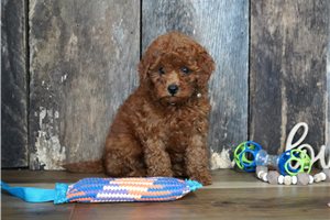 Travis - Cavapoo for sale