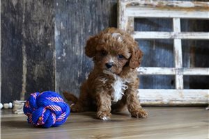 Hickory - Cavapoo for sale