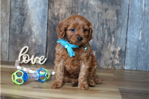 Sask - Cavapoo for sale