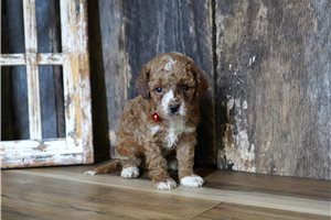 Tiberius - puppy for sale