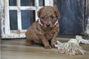 Twinkle - puppy for sale