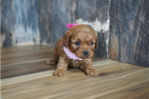 Thea - puppy for sale