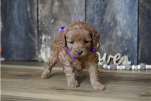 Sara - puppy for sale
