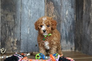 Todd - Cavapoo for sale