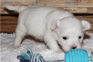 Meg - Coton De Tulear for sale