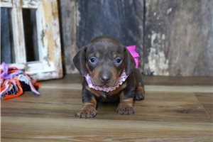 Gianna - puppy for sale