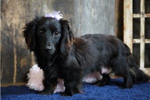 Upcoming Litter - puppy for sale