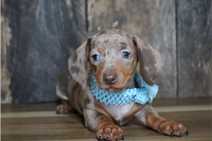 Grayson - Dachshund, Mini for sale