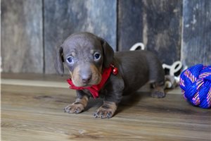 Griffin - puppy for sale