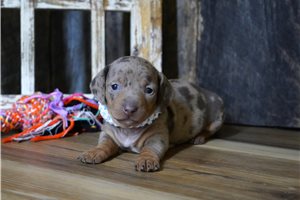 Grayson - puppy for sale